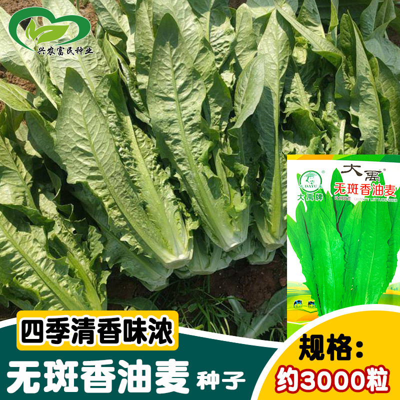 现货大禹种业香油麦种子  农田菜园播种耐热味浓清香油麦菜种籽Dayu seed industry sesame oil wheat seed farmland vegetable garden2026