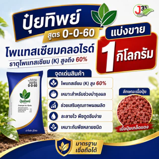 ปุ๋ยเคมี 0-0-60 ปุ๋ยหวาน ปุ๋ยลงหัว ปุ๋ยสร้างหัว ปุ๋ยขยายลูกขยายหัว