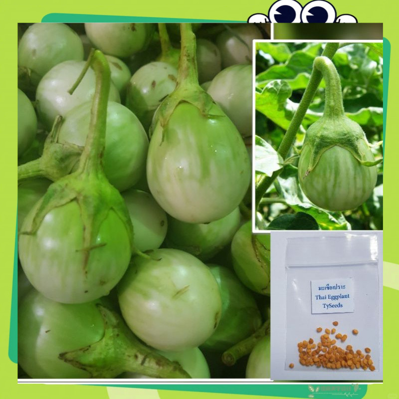 เมล็ดพันธุ์ มะเขือเปราะ 200 เมล็ด (Thai Eggplant Seeds)เมล็ดพันธุ์คุณภาพดี อัตรางอกสูง พันธุ์แท้ โตไว