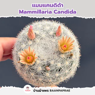 รวมกระบองเพชรและไม้อวบน้ำ หลายสายพันธุ์ ส่งทั้งกระถาง กุหลาบหิน cactus&succulent