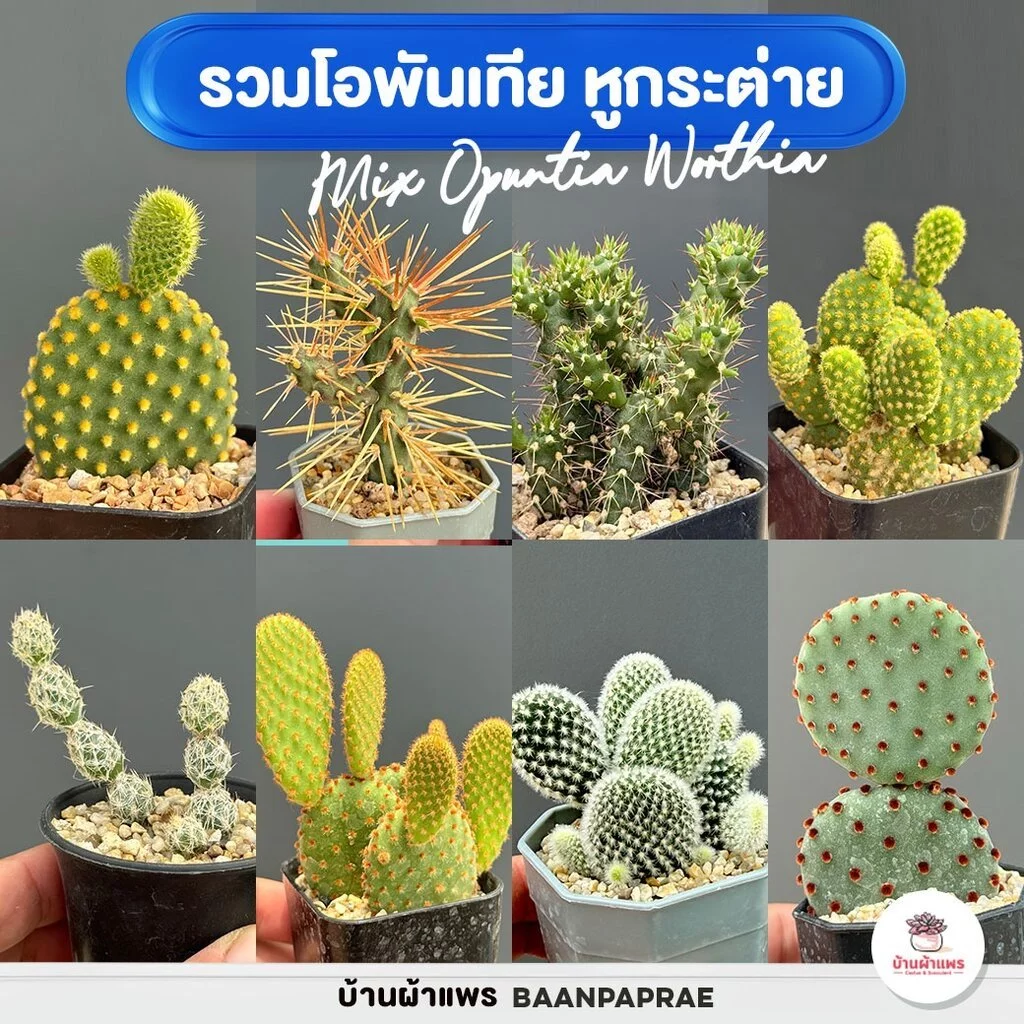 รวมโอพันเทีย หูกระต่าย Mix Opuntia worthia หลายสายพันธุ์ ส่งทั้งกระถาง cactus&succulent