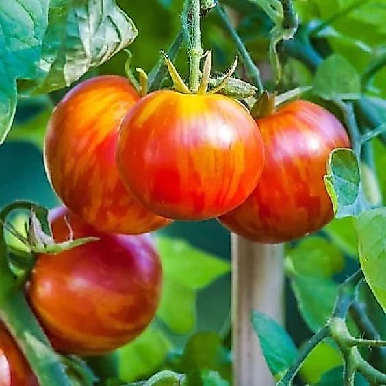 50 เมล็ด มะเขือเทศ Tomato seeds สายพันธุ์ Tigerella Tomato