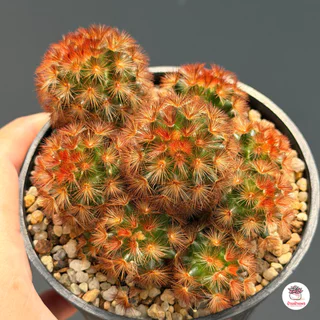 แมมมิลาเรีย คามิเน่แดง Mammillaria carmenae แคคตัส กระบองเพชร cactus&succulent