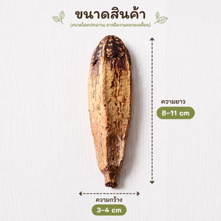 parrot.thailand ของเล่นนกแก้ว ผลมะเฟืองแท้อบแห้ง ไอเทมลดเครียด แทะมันส์สัญชาตญาณฟิน