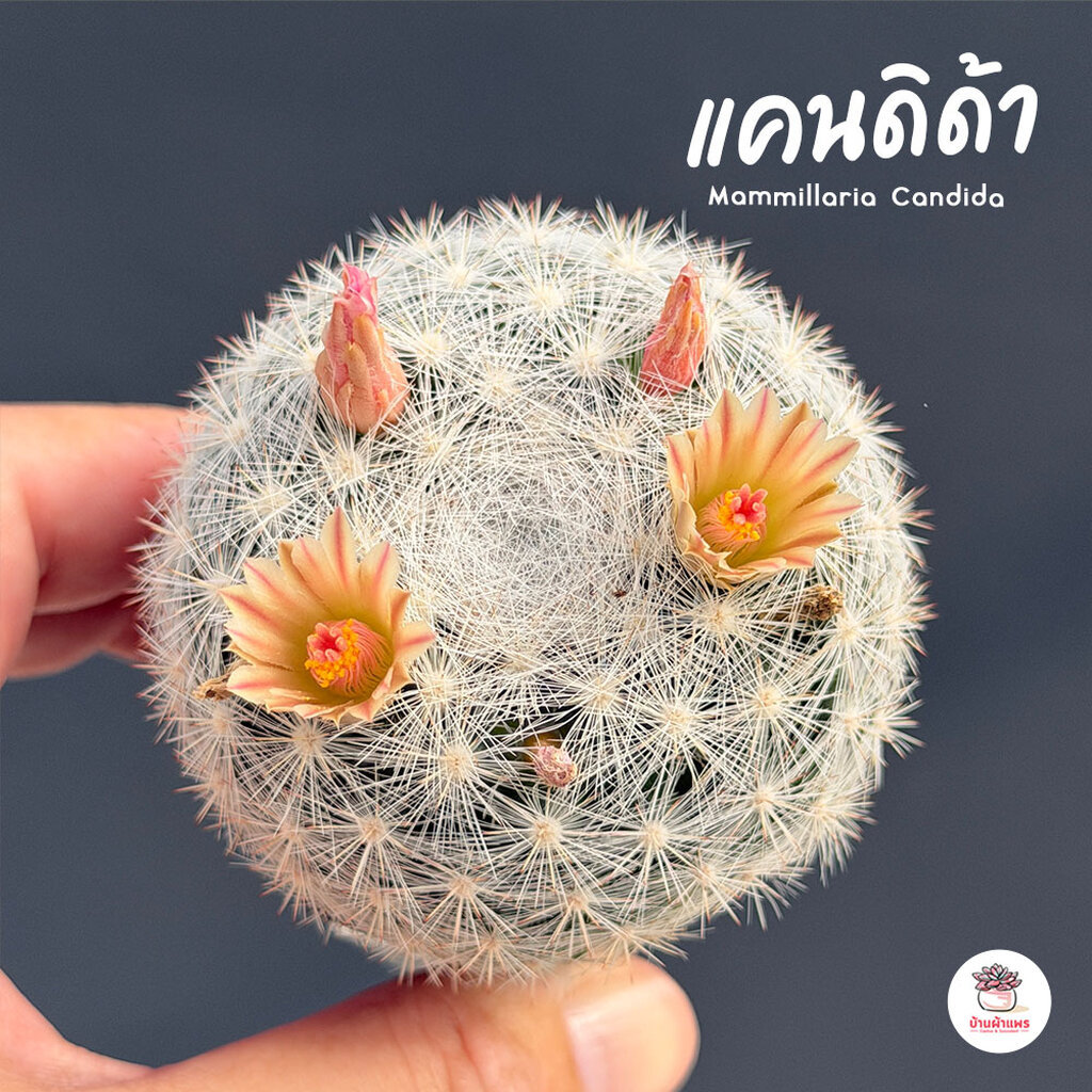 แมมแคนดิด้า ไม้เมล็ด Mammillaria Candida แคคตัส กระบองเพชร cactus&succulent