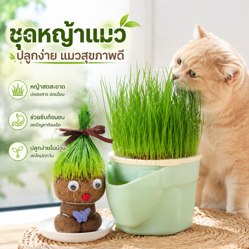 COD ชุดปลูกหญ้าแมว หญ้าแมวออแกนิก เมล็ดข้าวสาลี ถาดเพาะต้นอ่อน เมล็ดพืช4แพ็ค ออแกนิก ปลูกง่าย ต้นอ่อนสด นำกลับใช้ได้