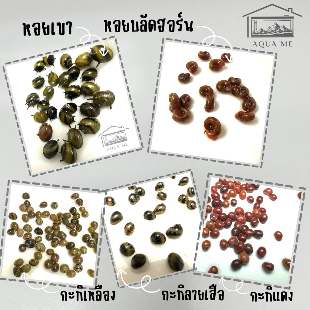 รวมเปลือกหอยตกแต่งตู้ปลา by Aqua Me มีหลากหลายชนิด เลือกได้