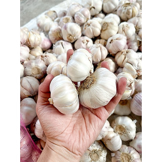 BAWANG PUTIH SINCO/HONAN BERSIH KERING FRESH PREMIUM SEGAR 250gr 500gr 1kg