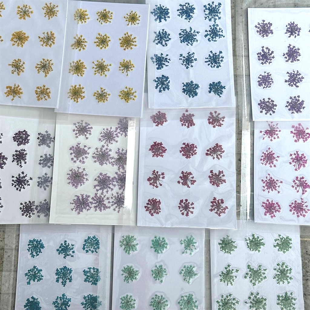 🇹🇭พร้อมส่ง | ดอกเอมิมาจัสทับแห้ง ดอกไม้จริงทับแห้ง Ammi Majus สำหรับงานฝีมือ เรซิ่น เคสโทรศัพท์