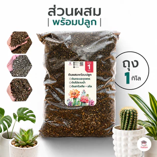 [ 1 กก. ] ดินผสมพร้อมปลูกไม้อวบน้ำ กุหลาบหิน กระบองเพชร Cactus&Succulent