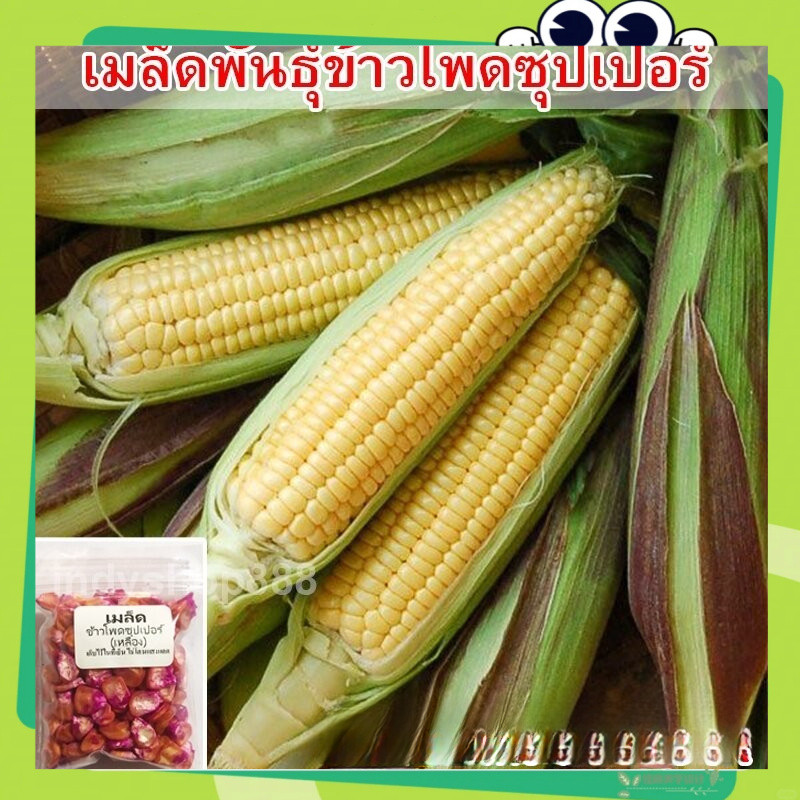 เมล็ดพันธุ์ ข้าวโพดหวาน เมล็ดข้าวโพด ซุปเปอร์สวีท ข้าวโพดเหลือง 20 เมล็ด มีคู่มือปลูก(corn seeds) เมล็ดพันธุ์คุณภาพดี