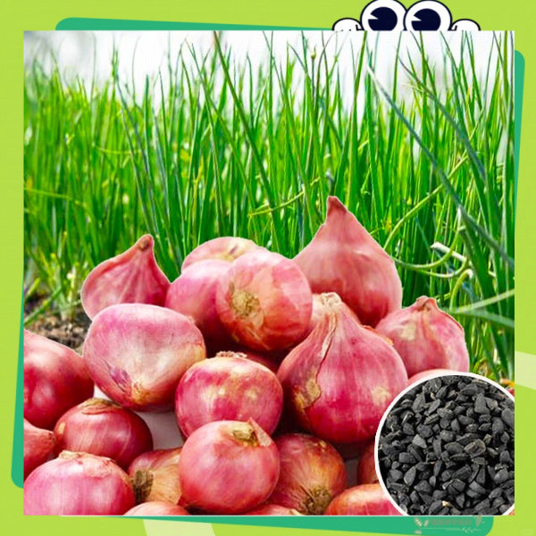 หอมแดง ลำดวนถูกที่สุด เมล็ดพันธุ์หอมแดง 200 เมล็ดงอกง่าย โตไว☘️ทานอร่อย(onion seeds)เมล็ดพันธุ์คุณภา