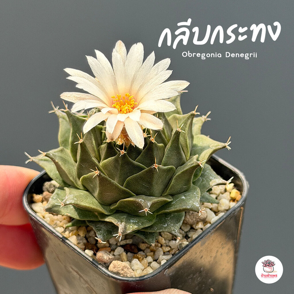 กลีบกระทง Obregonia Denegrii แคคตัส กระบองเพชร cactus&succulent