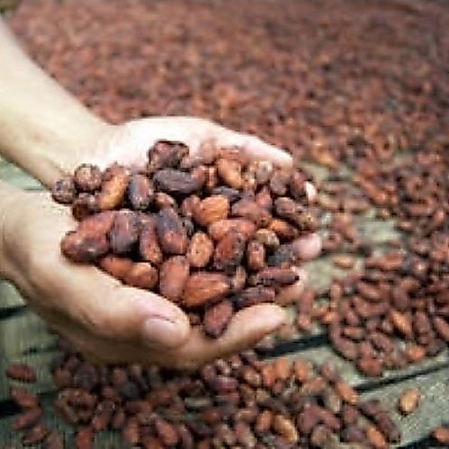 Ratika | เมล็ดโกโก้ดิบหมักแห้ง (Premium Fermented Cocoa Beans) 100% Natural โกโก้ดิบ,เมล็ดหมัก,Craft Chocolate , คีโต