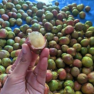 Buah Matoa 1 Kg Fresh Asli Petani Pati