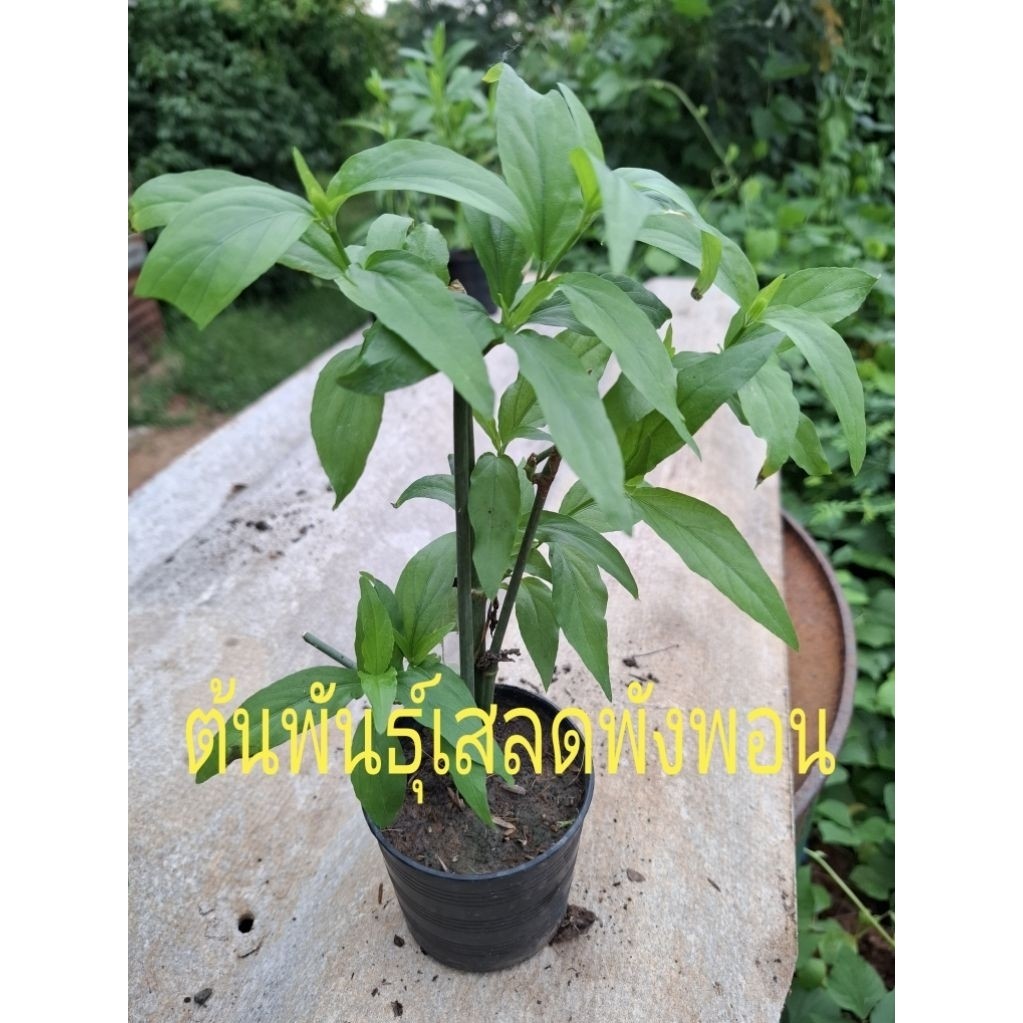 ต้นพันธุ์ เสลดพังพอน (ผักแข็งแรง)