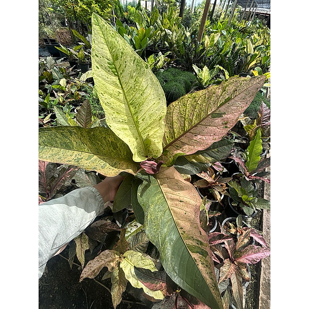 ต้นโชคเก้าชั้นด่าง Anthurium ชมพูๆนะต้นใหญ่มาก กระถาง 8 นิ้ว ส่งทั้งกระถาง (อัพเดท 22 พ.ค. 69)