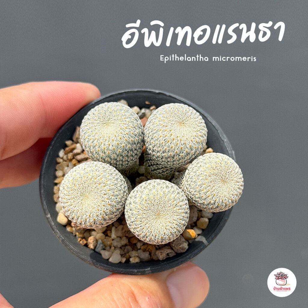 อีพิเทอแรนธา ไม้เมล็ด Epithelantha micromeris กระบองเพชร ไม้อวบน้ำ Cactus&Succulent กระบองเพชร ไม้อวบน้ำ Cactus&Succule