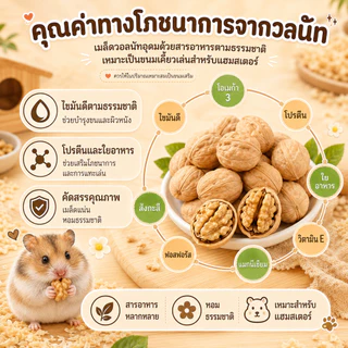 [Exonoya] วอลนัทธรรมชาติ 100% (Walnut) ของเล่นลับฟันชั้นดี ลูกบอลธรรมชาติ แฮมสเตอร์ กระรอก ชูการ์