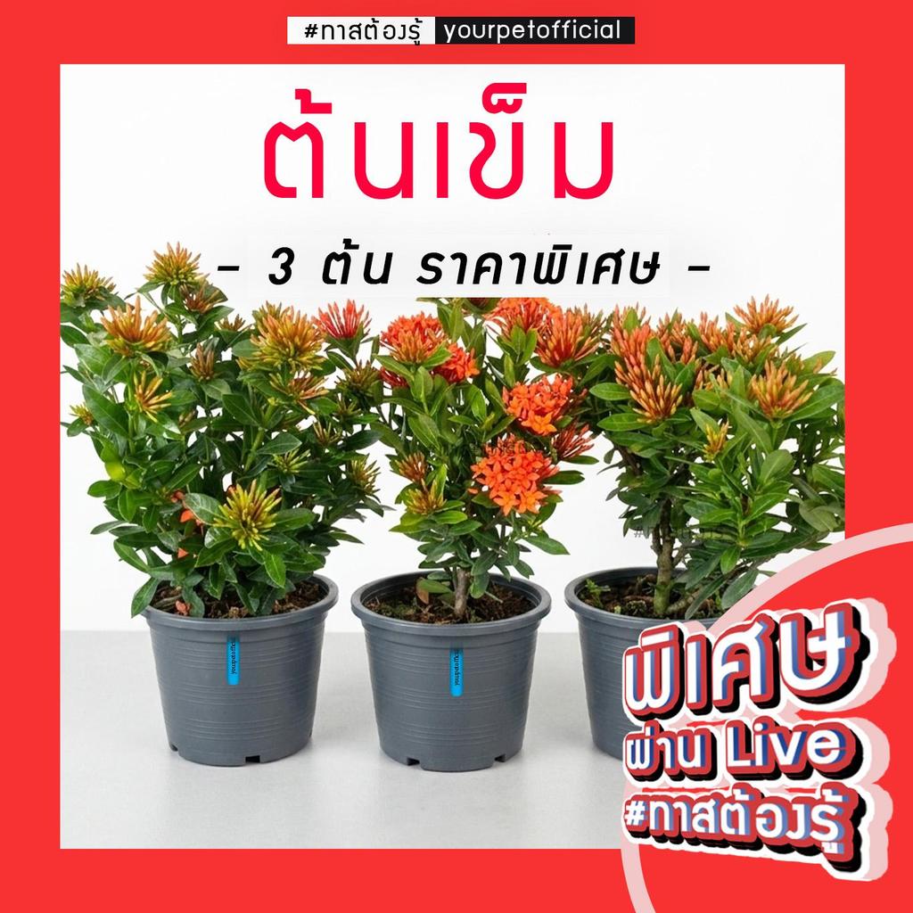 [คุ้ม x3] ต้นเข็ม กระถาง 6 นิ้ว มีดอก ต้นสมบูรณ์ คัดเกรดรากแน่น แข็งแรงอยู่ได้หลายปี