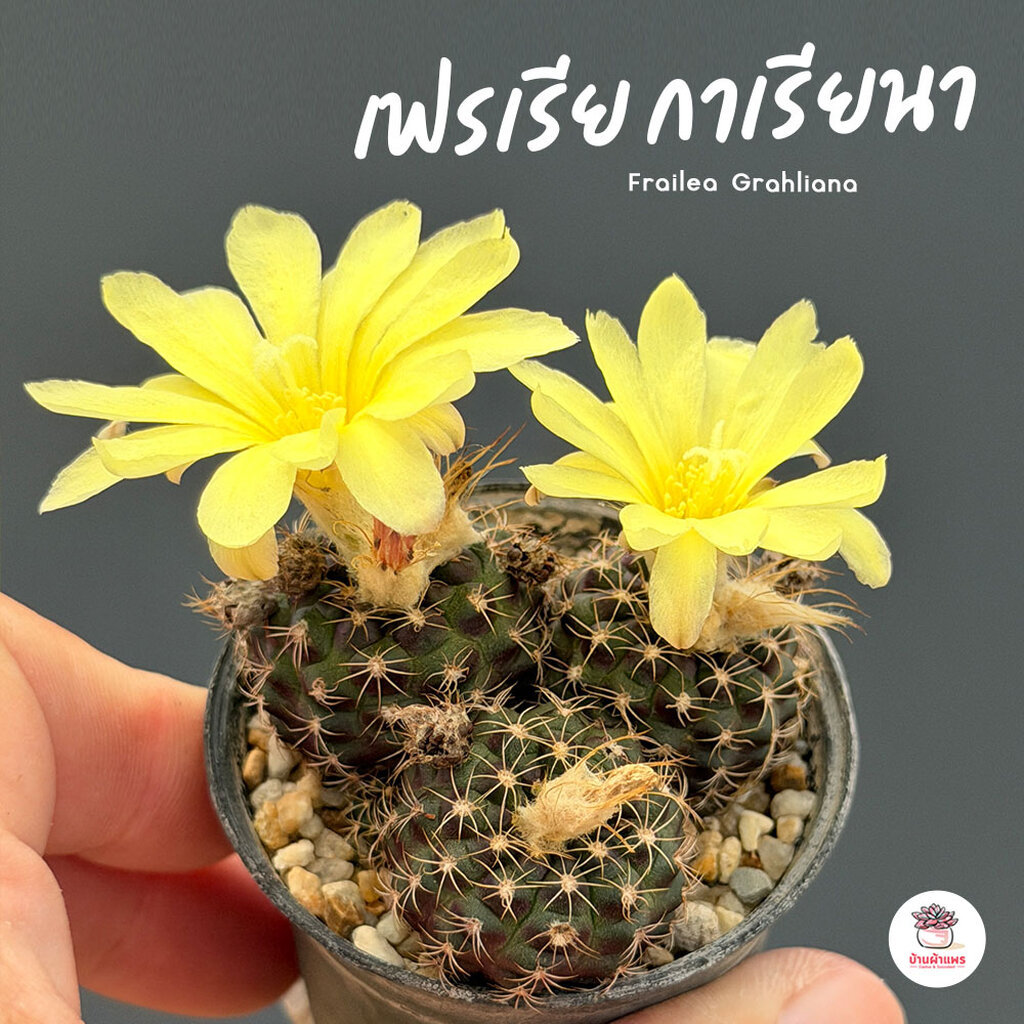 รวมเฟรเรีย Frailea ไม้อวบน้ำ กุหลาบหิน cactus&succulent