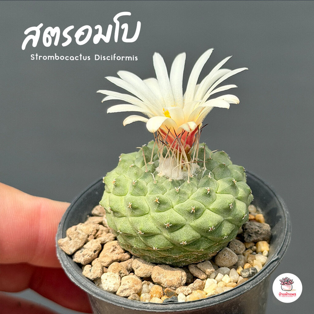 สตรอมโบ Strombocactus Disciformis กระบองเพชร แคคตัส ไม้อวบน้ำ cactus&succulent