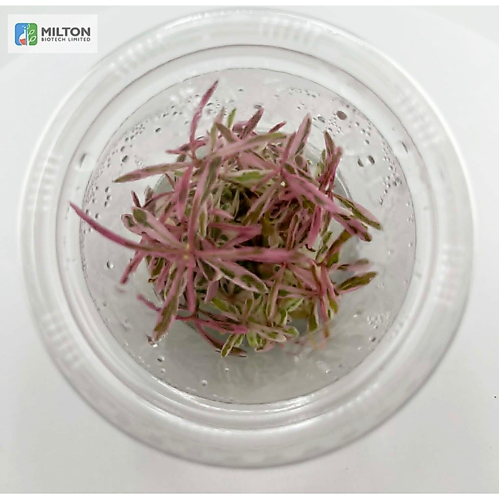 Hygrophila sp. Chai ไฮโกรไช