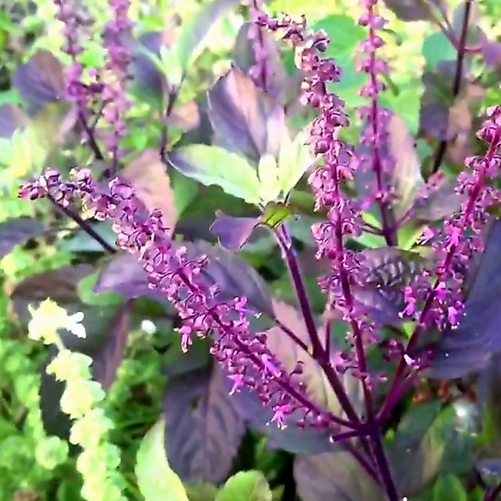 100 เมล็ด กะเพราม่วง Holy Basil Seeds