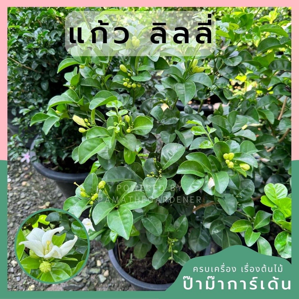 ต้นแก้วลิลลี่ ต้นแก้ว ดอกแก้ว แก้วลิลลี่ ดอกหอม ทนแดด กระถาง11นิ้ว