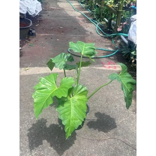 ฟิโลเดนดรอน หูช้าง Philodendron giganteum Schott ส่งพร้อมกระถาง 8-11 นิ้ว