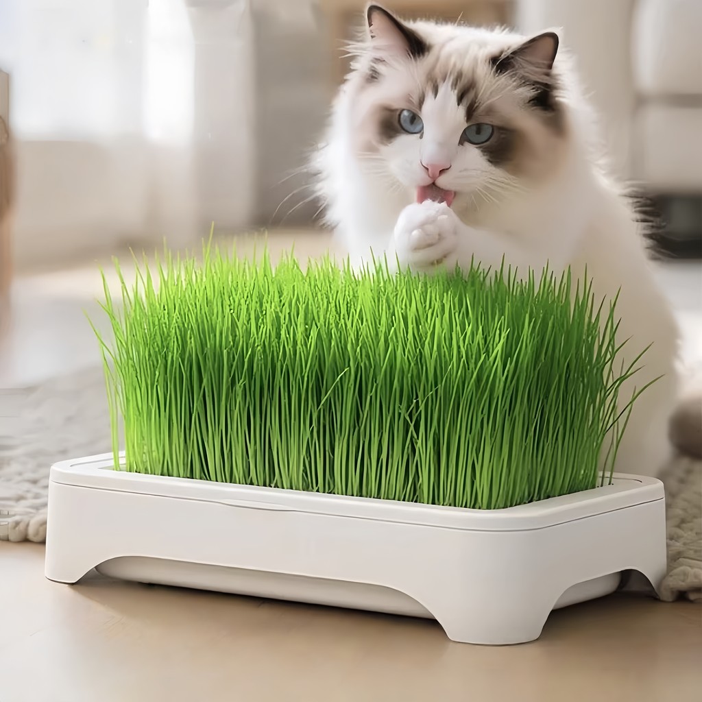 Premium Cat Grass Seeds (50seeds) - Wheatgrass, Cat Grass, Dog Grass, Rabbit Grass & Hamster Grass