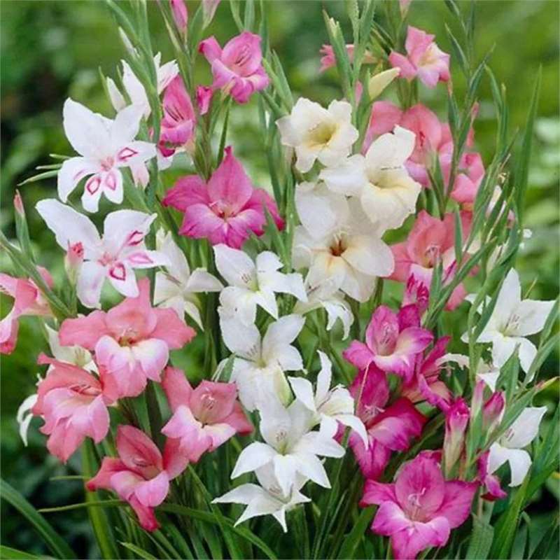 พร้อมสต็อก Fast Shipping Mini Glacier Orchid Planting Ball Tang Chang Pu Flower Ball Native Glacier 