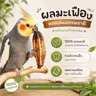 parrot.thailand ของเล่นนกแก้ว ผลมะเฟืองแท้อบแห้ง ไอเทมลดเครียด แทะมันส์สัญชาตญาณฟิน