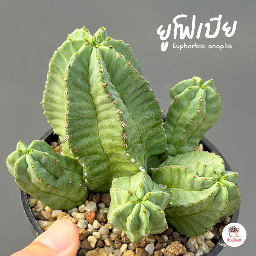 ยูโฟเบีย Euphorbia anoplia แคคตัส กระบองเพชร cactus&succulent