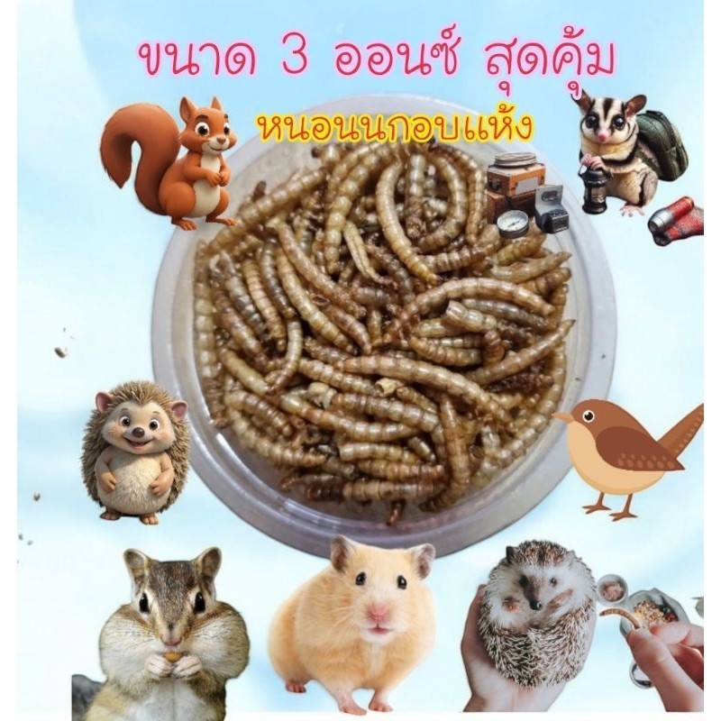หนอนนกอบเเห้งไร้น้ำมัน สด ใหม่ โปรตีนสูง ขนาด 3 ออนซ์ สำหรับสัตว์เลี้ยง ส่งทุกวันจร้า