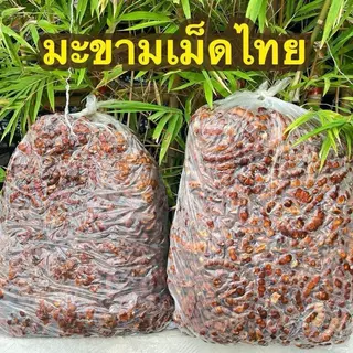 มะขามเปียก เนื้อรูด มีเม็ด น้ำหนัก 1 กิโลกรัม คุณภาพดี สดใหม่ เปรี้ยวกำลังดี สีสันสดใหม่ ตามฤดูกาล