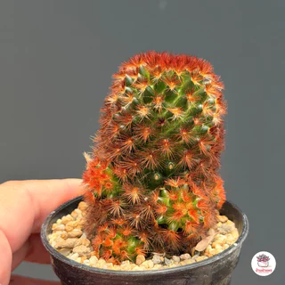 แมมมิลาเรีย คามิเน่แดง Mammillaria carmenae แคคตัส กระบองเพชร cactus&succulent