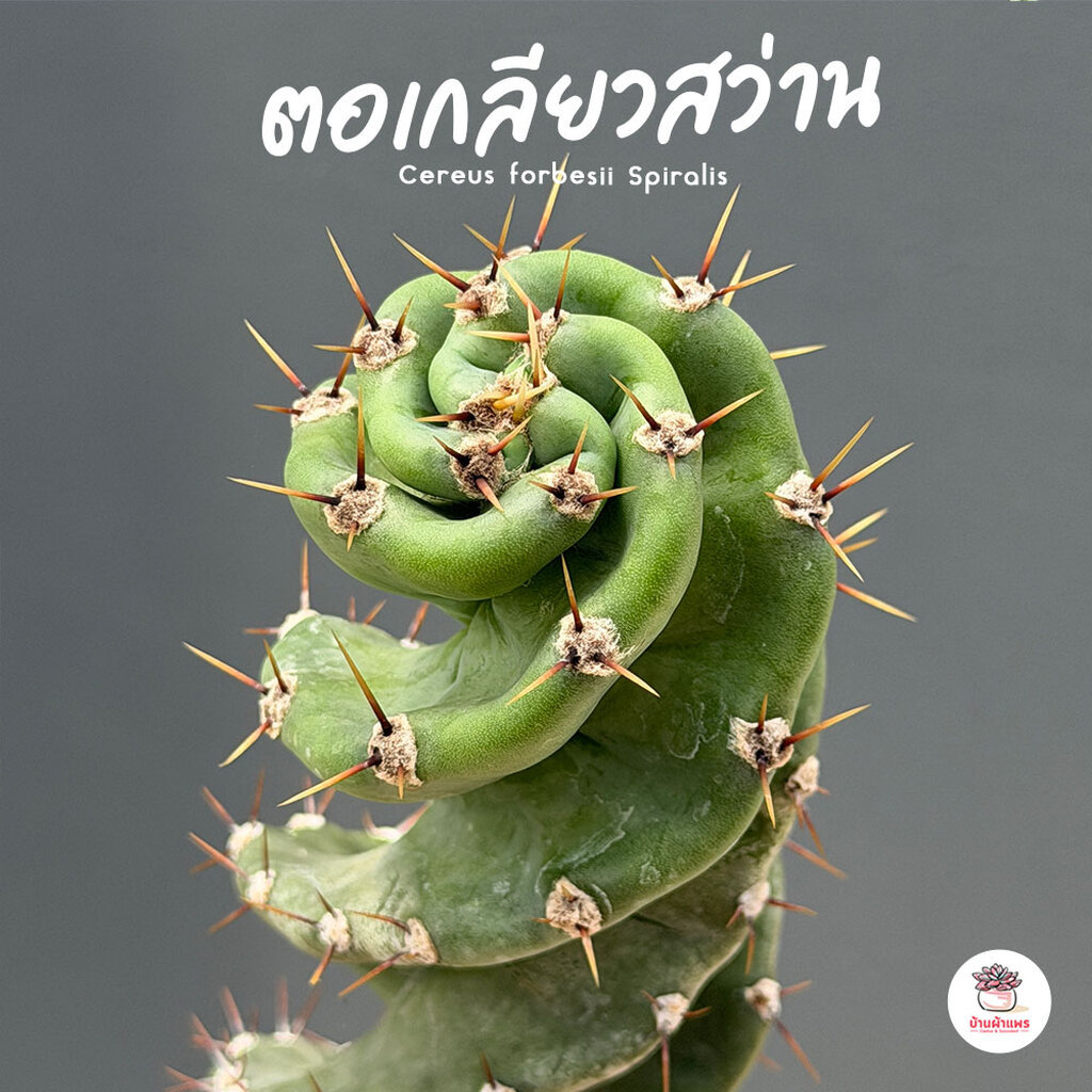 ตอเกลียวสว่าน ตอทอร์นาโด Cereus forbesii Spiralis แคคตัส กระบองเพชร cactus&succulent