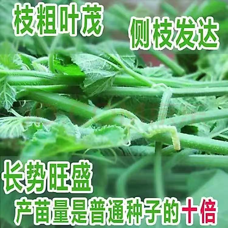 现货热卖南瓜尖藤种子春季播种南瓜蔬菜种子专吃南瓜藤茎嫩叶瓜果种子Pumpkin vine tip seeds, spring sowing pumpkin vegetable seeds.202604