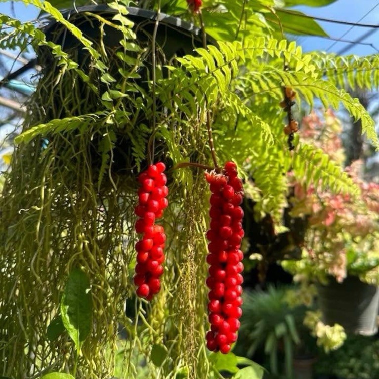 ต้นหน้าวัวไข่มุกแดง มีเม็ดสีแดงเป็นพวงสวยงาม