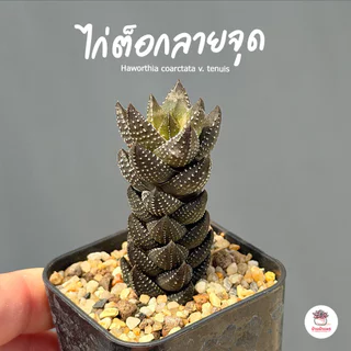 รวมอโลและฮาโวเทีย Mix Aloe & Haworthia หลายสายพันธุ์ ส่งทั้งกระถาง cactus&succulent