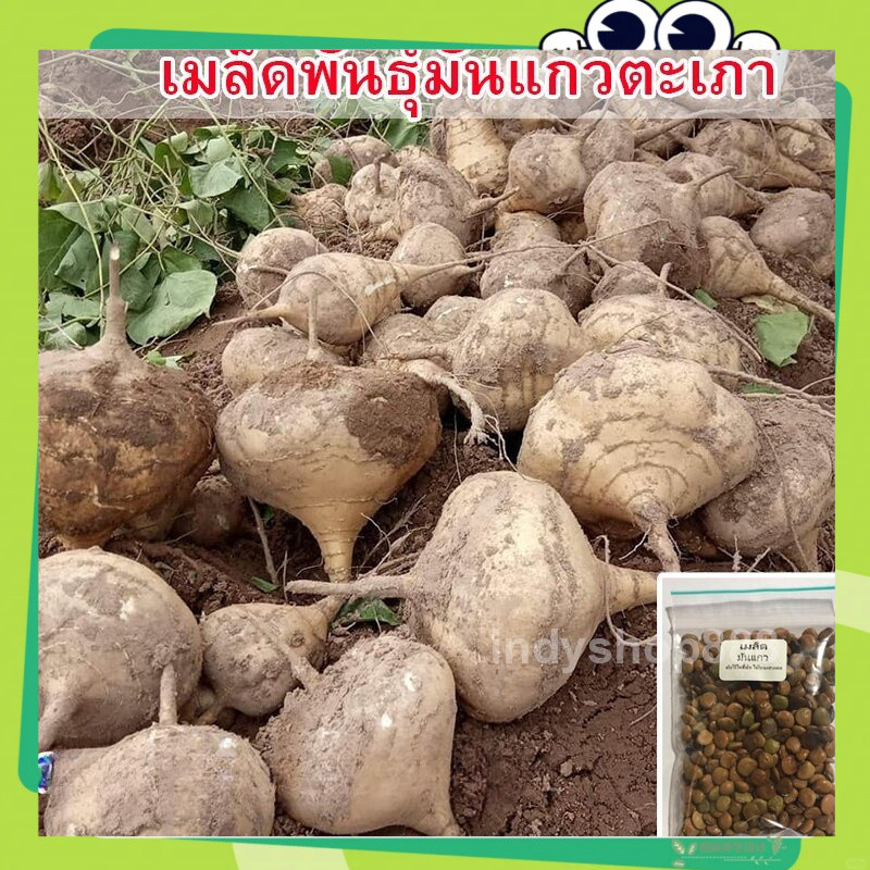 เมล็ดพันธุ์ มันแกวตะเภา มันแกวกินสด มันแกว 10 เมล็ด ปลูกง่าย ทนแล้ง ทนโรค ดูแลง่าย (singkamas seeds)