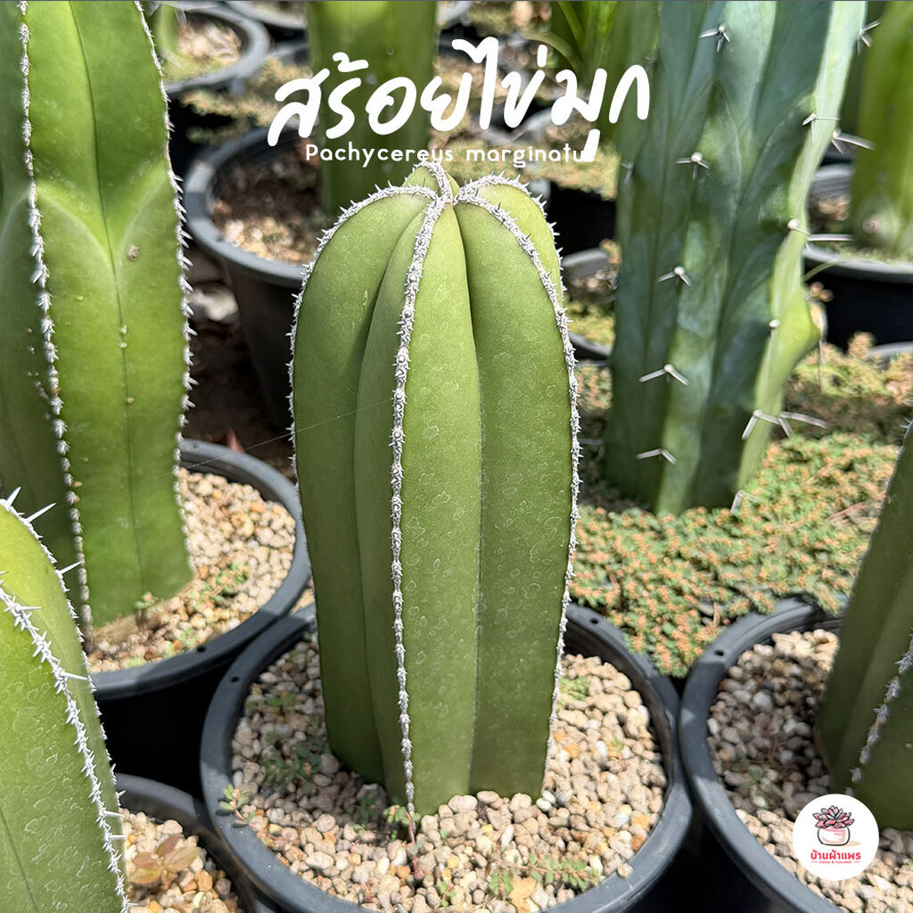สร้อยไข่มุก ไม้ลำ Pachycereus marginatus แคคตัส กระบองเพชร cactus&succulent
