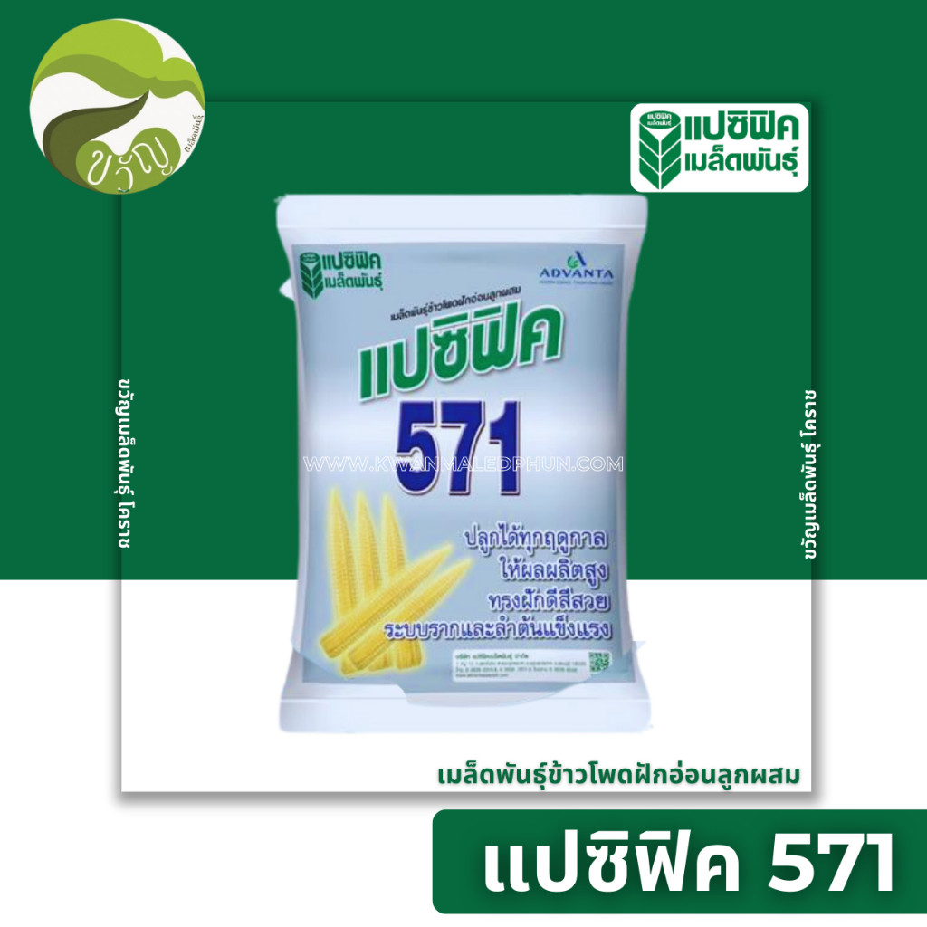 เมล็ดพันธุ์ ข้าวโพดฝักอ่อน ลูกผสม ข้าวโพด แปซิฟิค 571 ตรา แปซิฟิค