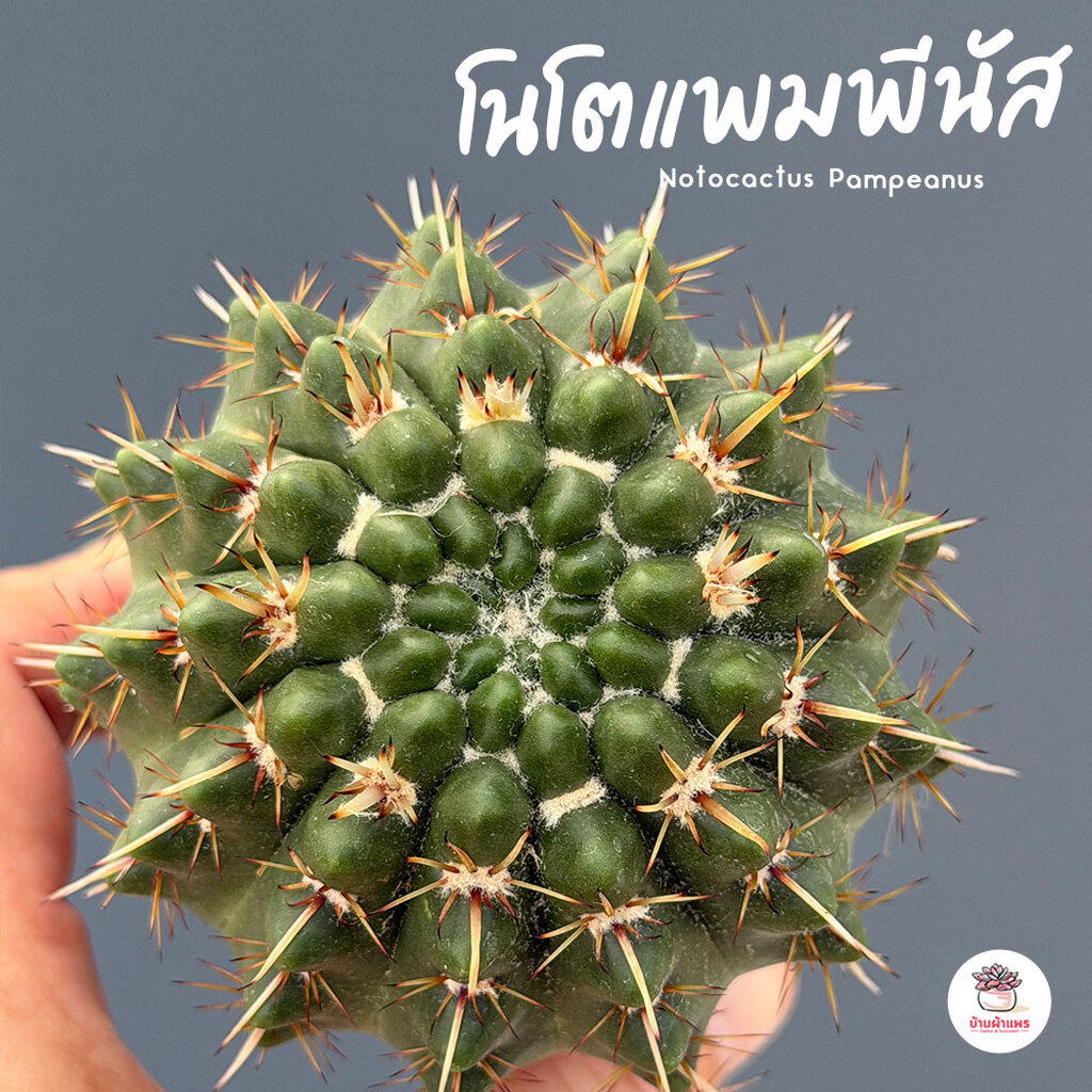 โนโตแพมพีนัส Notocactus Pampeanus แคคตัส กระบองเพชร cactus&succulent