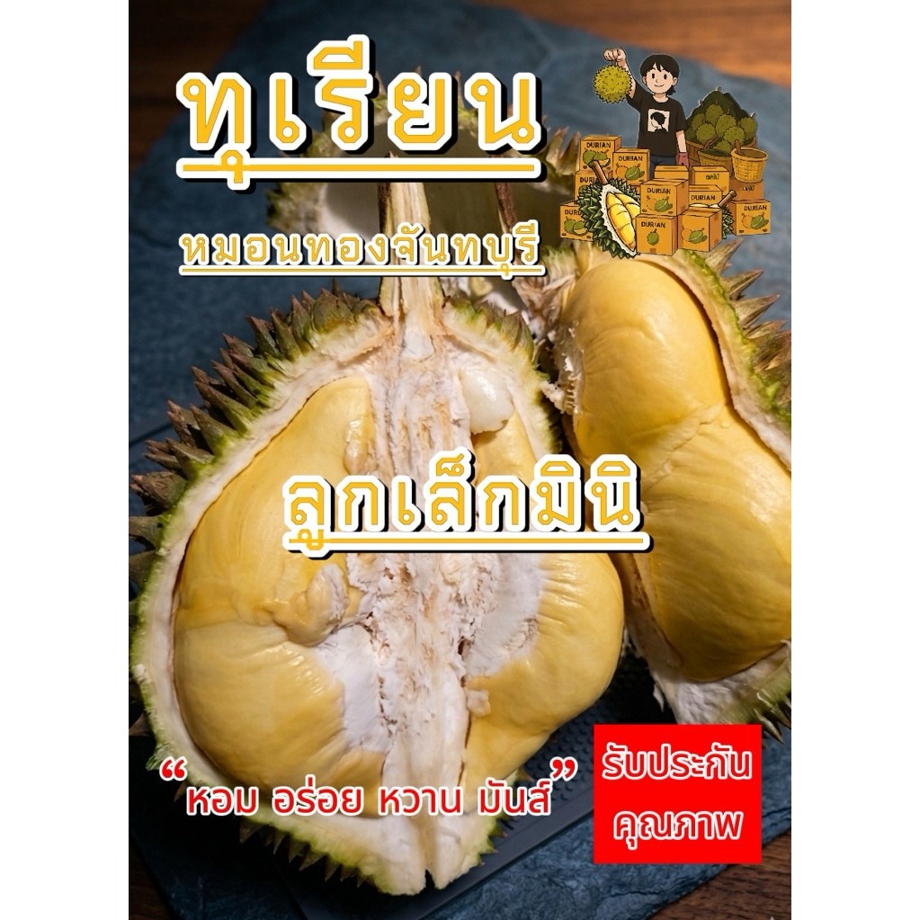 (ส่งตรงจากสวนจันทบุรี) ทุเรียนหมอนทองลูกเล็กมินิ 2-3 ลูก 3-3.5 กิโลกรัม (ส่งฟรีรับประกันเนื้อ) ทุเรียนดิบยังกินไม่ได้