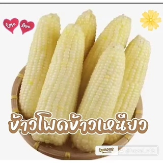 เมล็ดพันธุ์ข้าวโพดข้าวดหนียว300เมล็ด45บาทซื้อ2แถม1