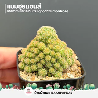 รวมกระบองเพชรและไม้อวบน้ำ #2 หลากหลายสายพันธุ์ ส่งทั้งกระถาง cactus&succulent