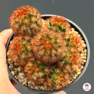 แมมมิลาเรีย คามิเน่แดง Mammillaria carmenae แคคตัส กระบองเพชร cactus&succulent