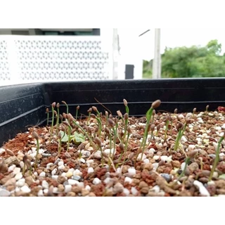 (ล็อต 29/05/69) เมล็ดสนดำญี่ปุ่น ต้นสนดำญี่ปุ่น เมล็ดใหม่ บอนไซ